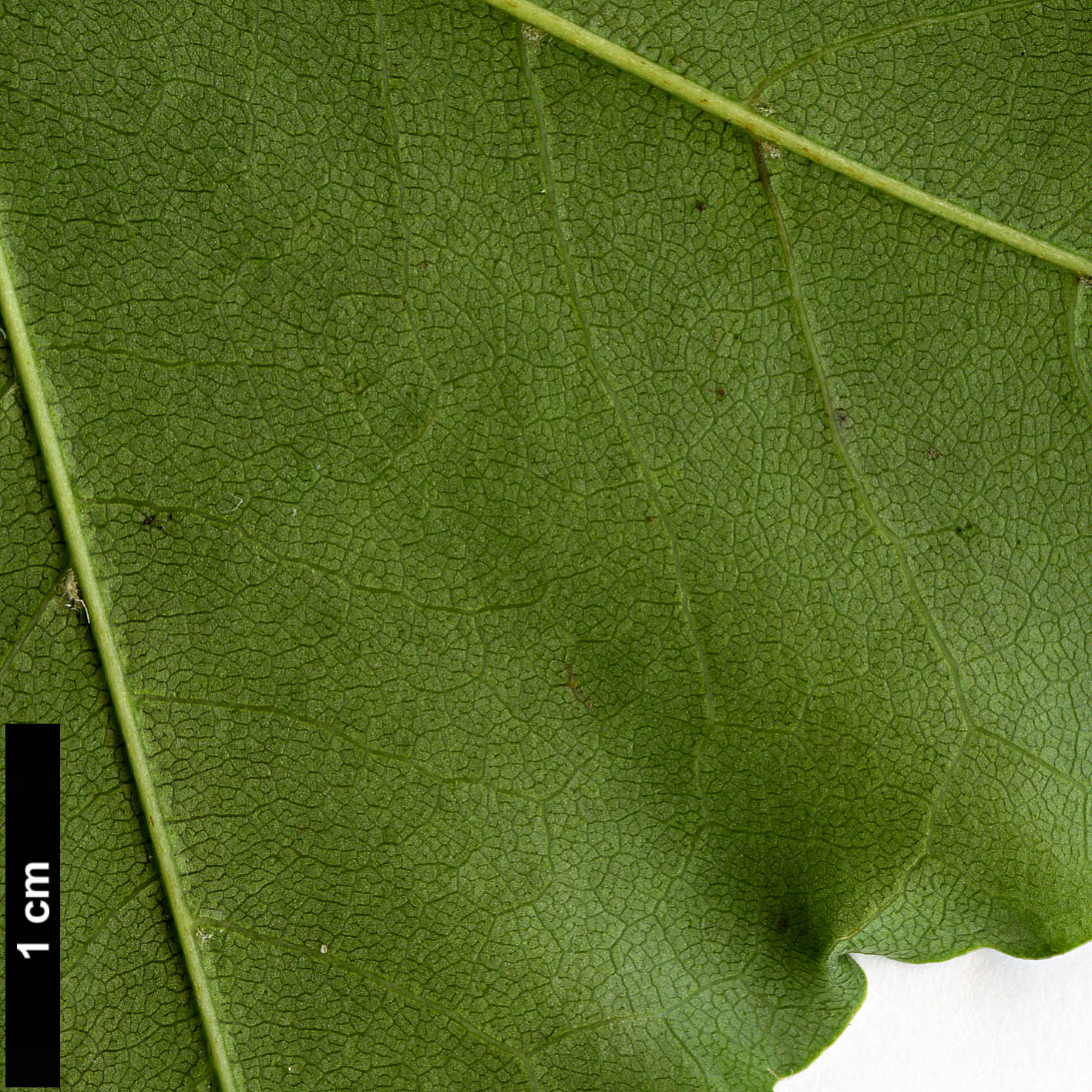 High resolution image: Family: Sapindaceae - Genus: Acer - Taxon: pictum - SpeciesSub: subsp. macropterum